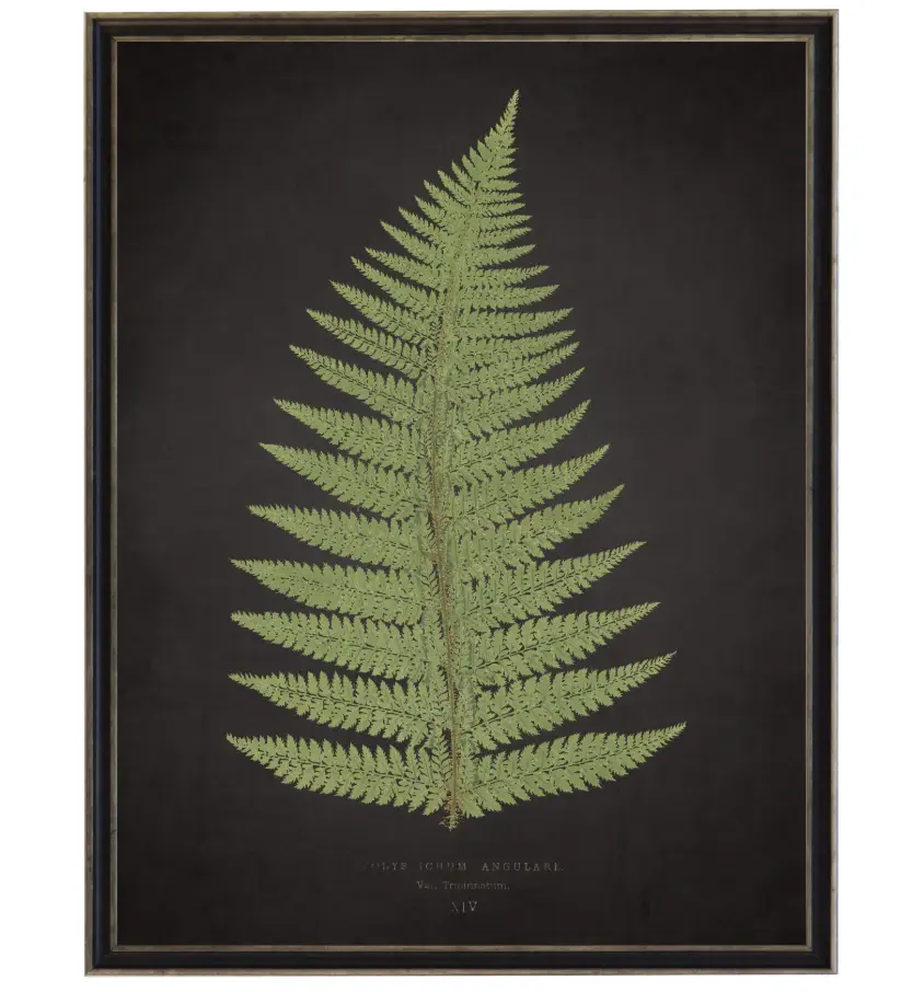 Aged Black Fern 'B'
