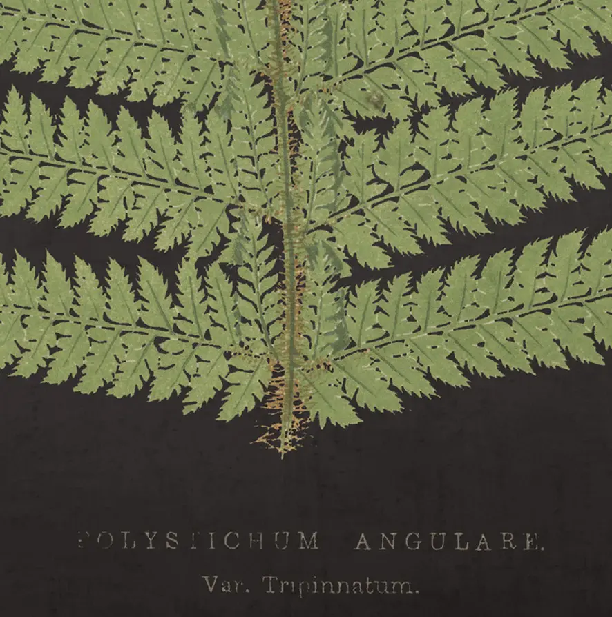 Aged Black Fern 'B'