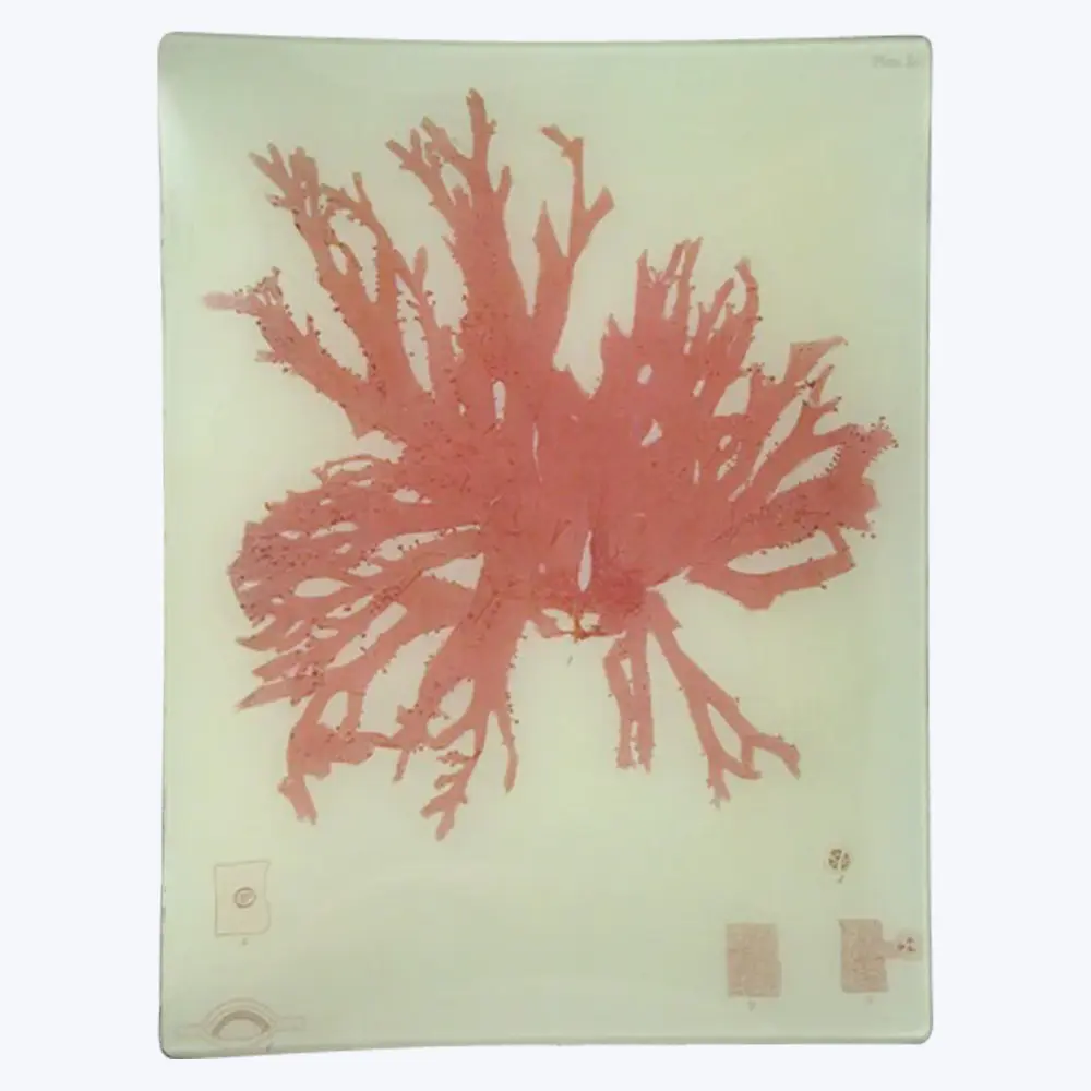 Apricot Seaweed Rectangular Tray