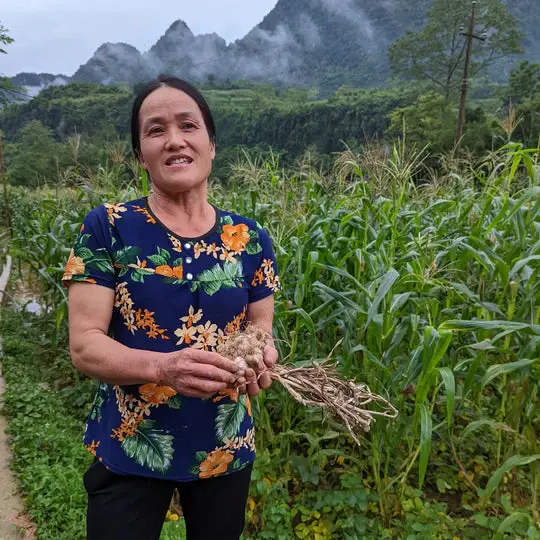 Purple Stripe Garlic